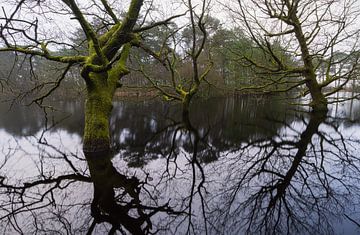 Dwingelderveld - Drenthe (Nederland) van Marcel Kerdijk