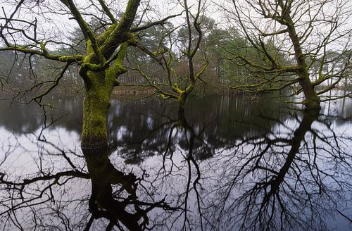 Dwingelderveld - Drenthe (Nederland)