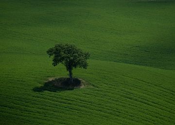Eenzame boom in Toscane, Italië van Mieke Noordanus