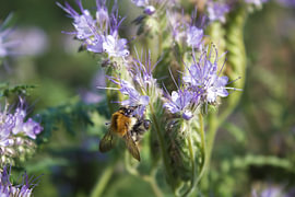 Hummel auf Phacelia von jannes rigo