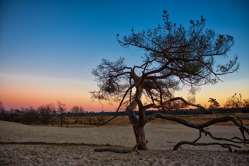 Nationaal Park De Loonse en Drunense Duinen par Dick van der Wilt