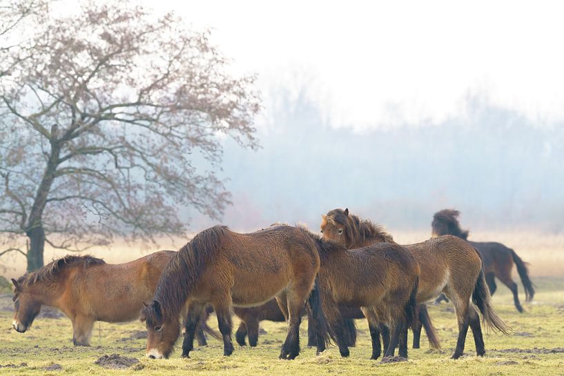 Exmoor-Ponys auf der Wiese 5 von Marcel Kieffer