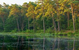 Lever de soleil Dwingelderveld (Spier) Drenthe - Pays-Bas