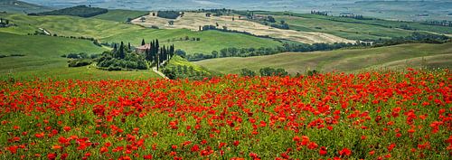 Podere Belvedere in een bloeiend klaprozenveld III