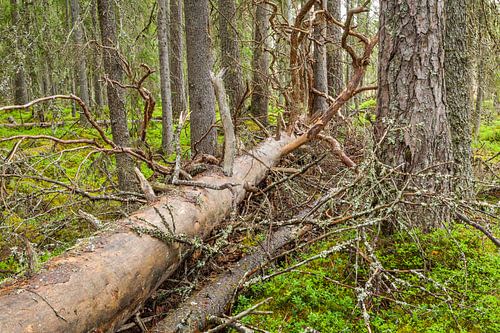 Dode omgevallen boom in een oerbos in Zweden