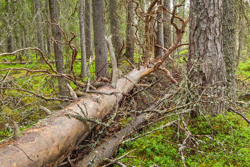Toter gefallener Baum in einem Urwald in Schweden von Chris Stenger