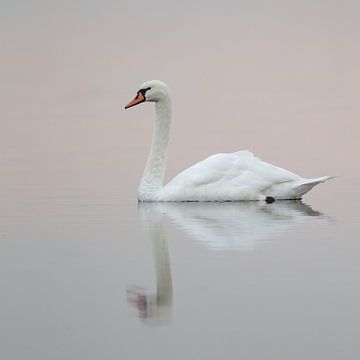 Zwaan in ochtendlicht van Menno Schaefer