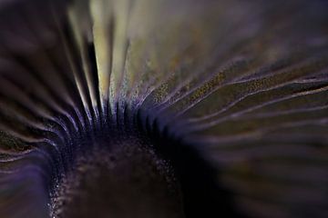 Lamellen paddenstoel van Danny Slijfer Natuurfotografie