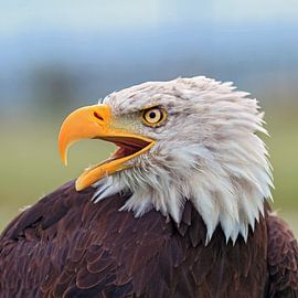 cri de l'aigle à queue blanche d'Amérique sur gea strucks