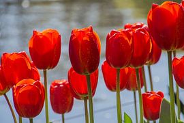 Tulips by Tanja de Mooij