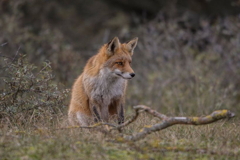 Focus by Marc van Tilborg