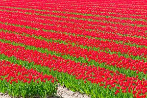 Reihen von Tulpen auf einem Feld im Frühling von Sjoerd van der Wal Fotografie
