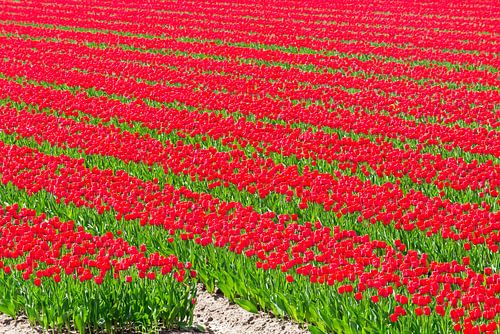 Rijen tulpen in een veld in de lente