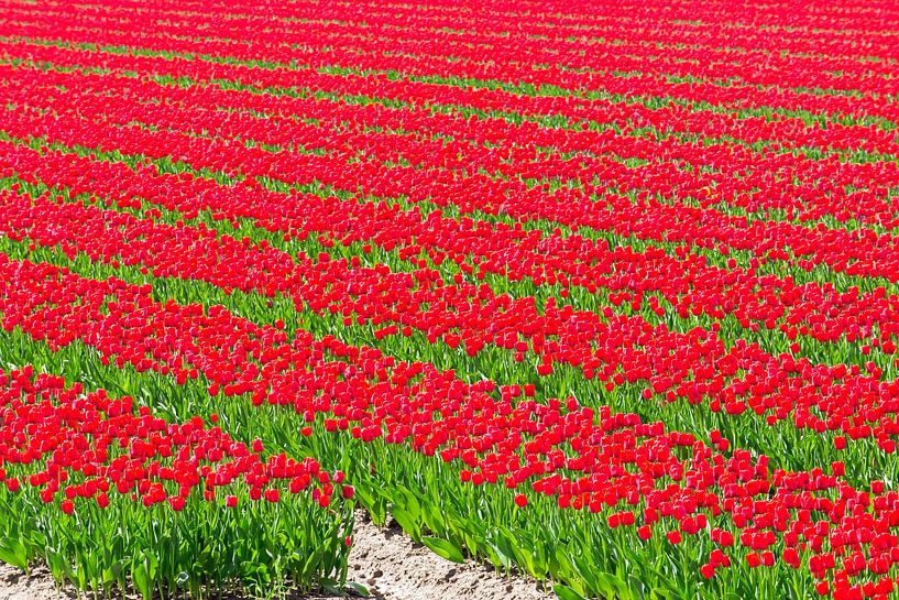 Rijen tulpen in een veld in de lente van Sjoerd van der Wal Fotografie