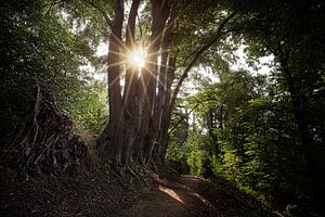 Aufgehende Sonne im Wald von Hellingbos Simpelveld