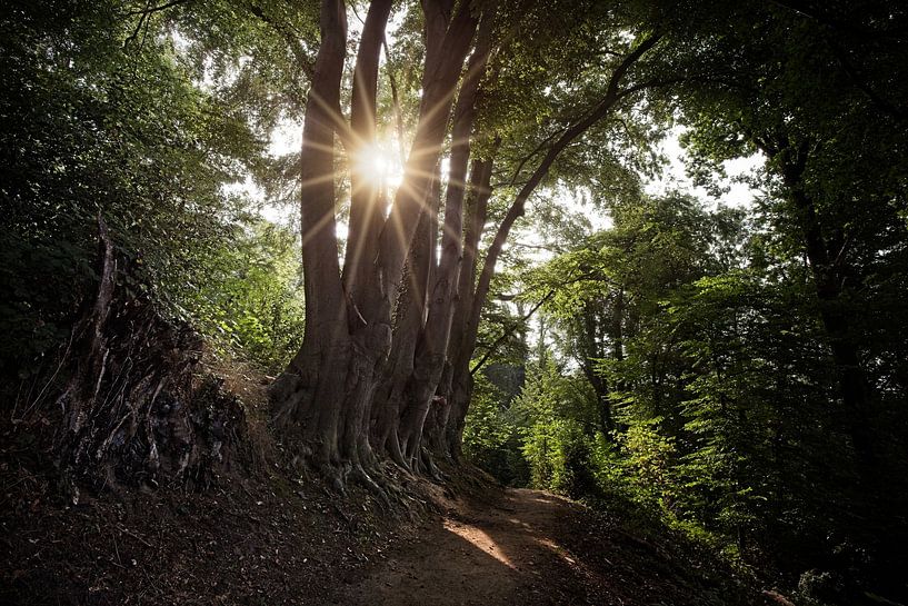 Aufgehende Sonne im Wald von Hellingbos Simpelveld von Rob Boon