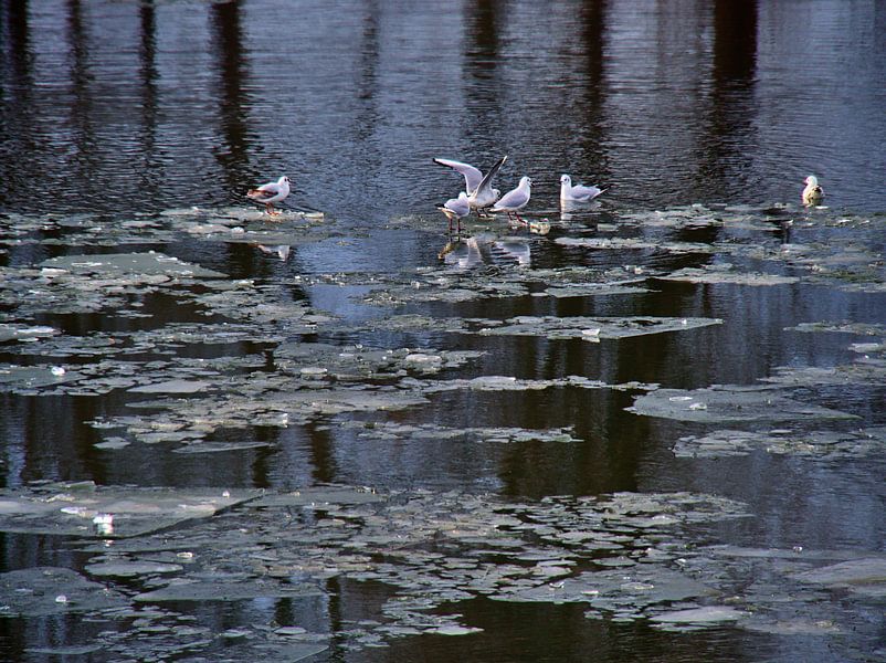 Les mouettes sur la banquise par Edgar Schermaul