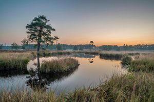 Landes de la Hatertse sur Peter Bijsterveld