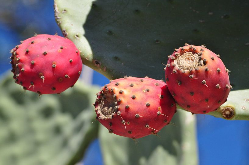 Fruta de Cactus by Fons Hayes