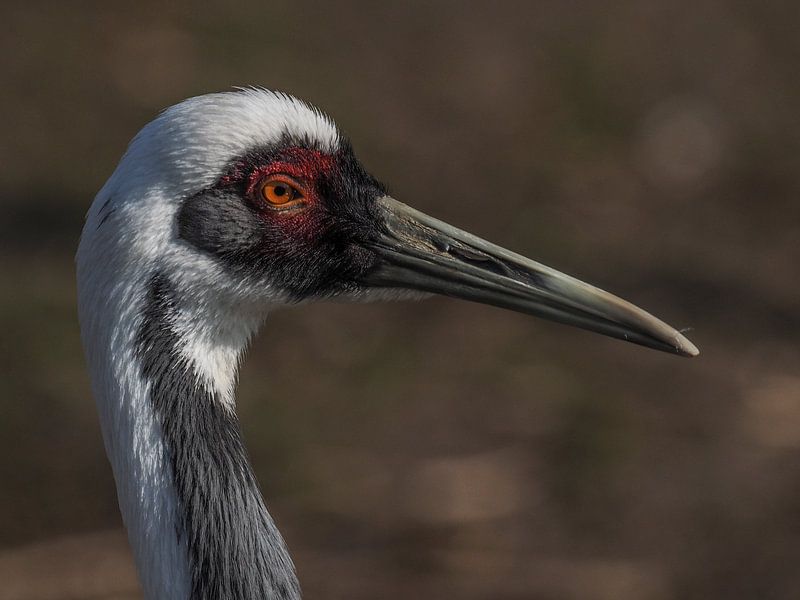 Grue à col blanc : Ouwehands Dierenpark par Loek Lobel
