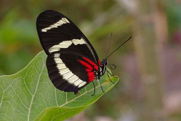 vlinder by Leo Hordijk