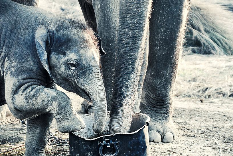 Olifant - Nepal by Dennis Timmer