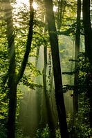 Morning sun in the forest
