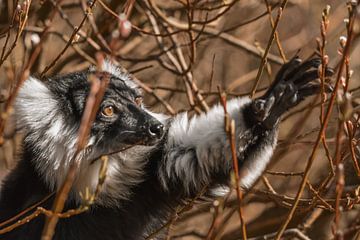 Bonte Vari, Le singe dans la nature. sur Esther van Engen