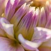 Fleurs abstraites - Dahlia rose - Macro sur Marianne Eggink - Photographie et l'art digitale