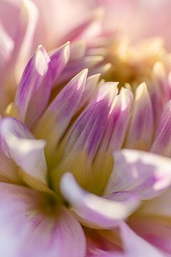 Bloemen abstract - Roze Dahlia - Macro van Marianne Eggink