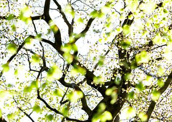 Springleaves