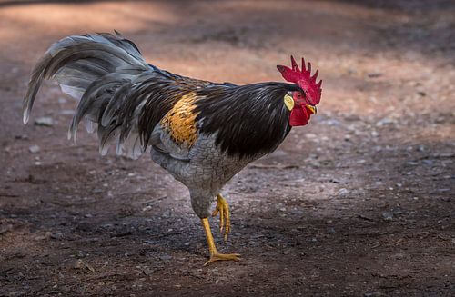 De trotse haan – kleurexplosie in ochtendlicht