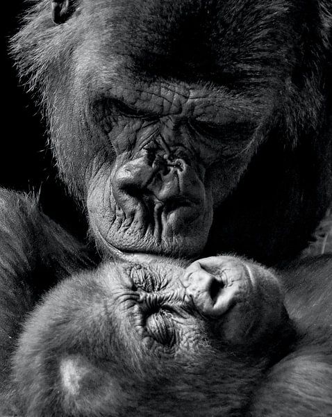 Gorilla liefde  van Truckpowerr