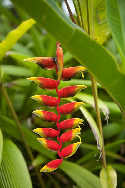 Blossom splendour in Costa Rica by t.ART