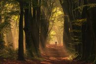 On a beautiful morning in the forest...... by Moetwil en van Dijk - Fotografie thumbnail
