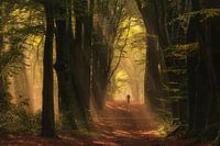 An einem schönen Morgen im Wald......