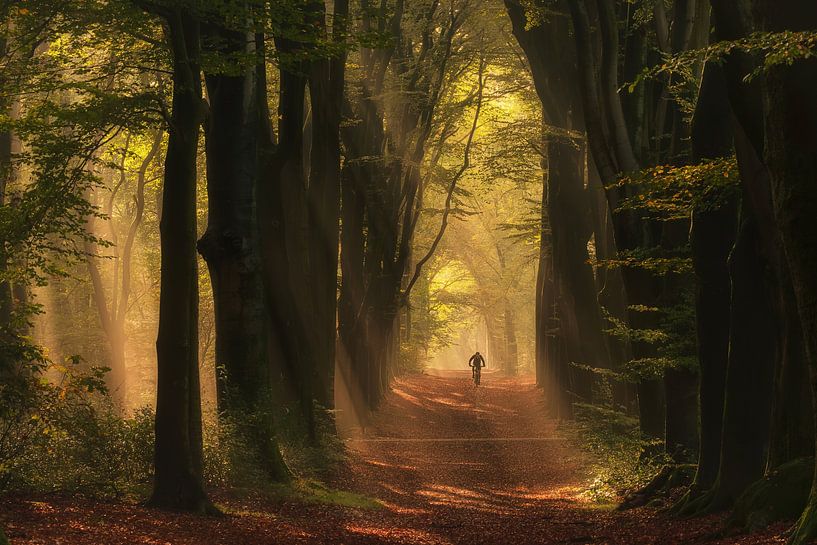 On a beautiful morning in the forest...... by Moetwil en van Dijk - Fotografie