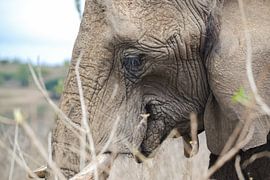 Elephant by Naomi Roos