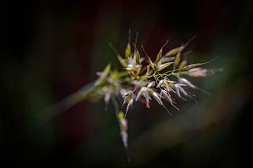 L'herbe sur Rob Boon