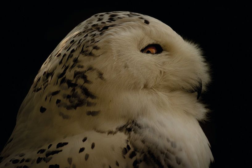 Hibou des neiges par Foto Studio Labie