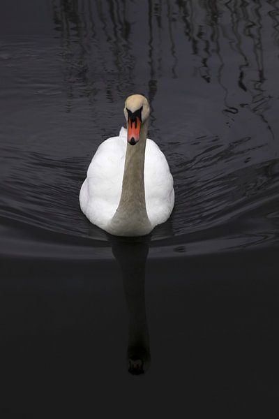 Swan by Thomas Jäger