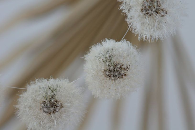 Fluffball (5) von Carla Mesken-Dijkhoff