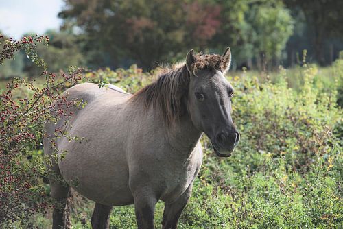 Konik horse in the wild