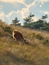 What the Old Masters Saw by Dushyant Mehta