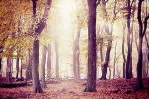 the silent trees....  sur Els Fonteine