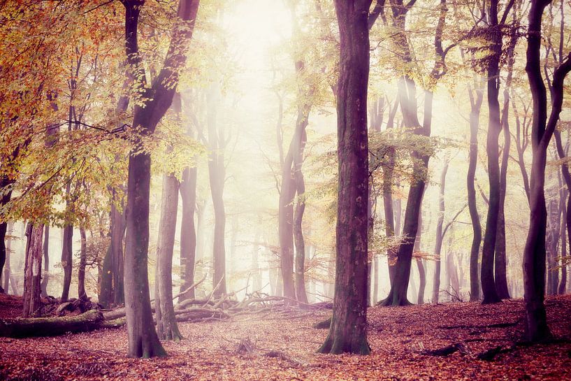 the silent trees....  par Els Fonteine