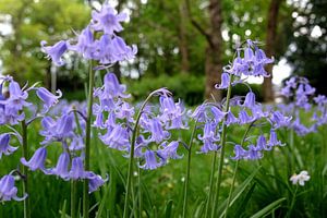 De belles fleurs violettes (campanules, jacinthes, campanules). sur Chihong