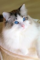 Ragdoll Miracles Douces Kyle