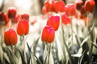 rode tulpenveld