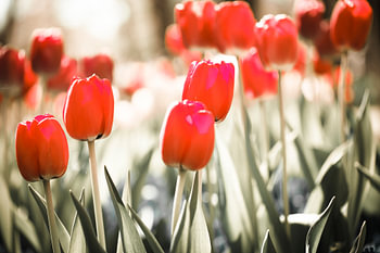 rode tulpenveld